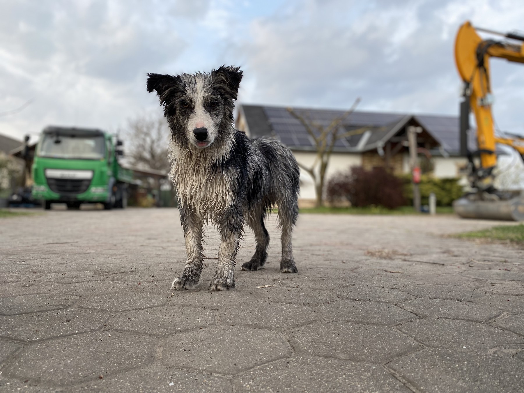 Vierbeinige Bauaufsicht mit eigenem Fuhrpark und Maschinen im Hintergrund